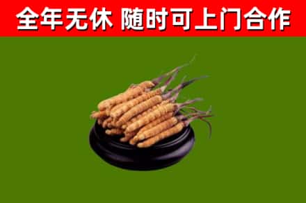 大连回收冬虫夏草